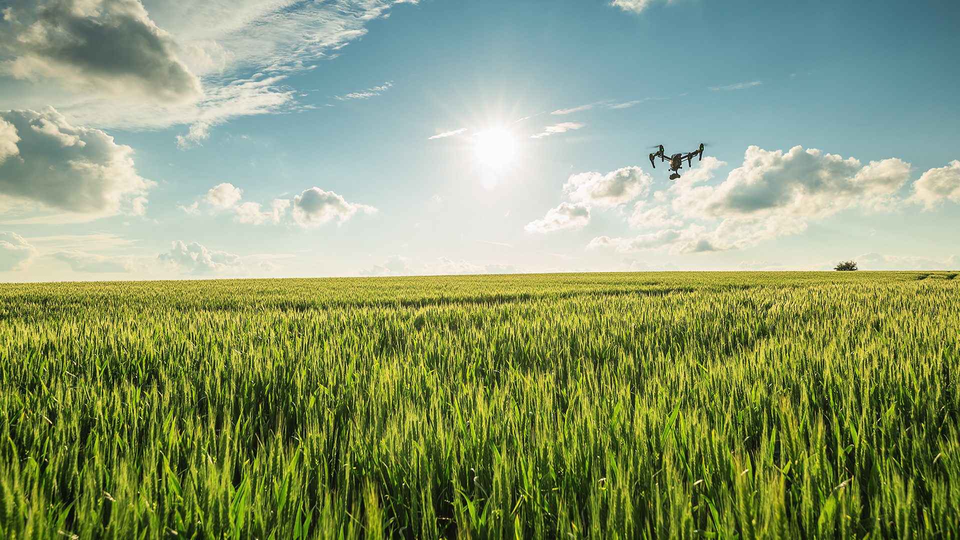 bayer cereals drone flying above field